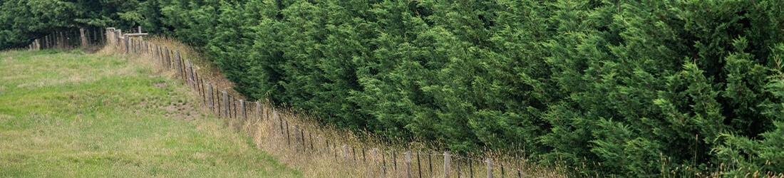 Haies naturelles